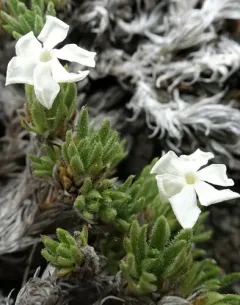 Henderson's Phlox thumbnail 3