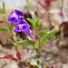 Narrowleaf Skullcap thumbnail 3