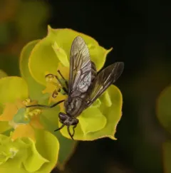 Chrysops fuliginosus thumbnail 3