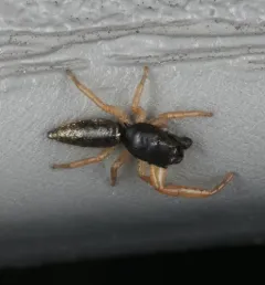 Toothed slender jumping spider thumbnail 2