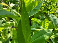 Oberea flavipes thumbnail 4
