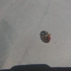 Rowena's Leaf Beetle thumbnail 2