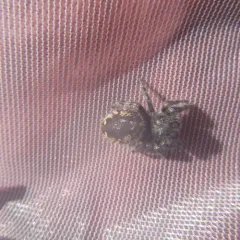 Boreal Tufted Jumping Spider thumbnail 2
