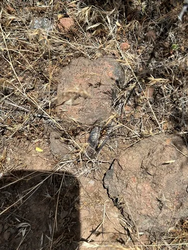 Okanagana mariposa