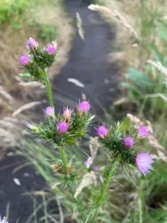 Slender Thistle thumbnail 2