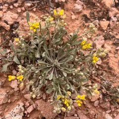 Physaria pachyphylla thumbnail 3