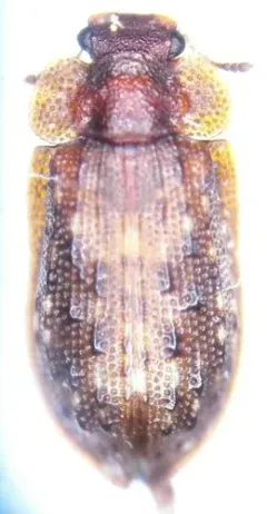 Peltastica tuberculata thumbnail 1