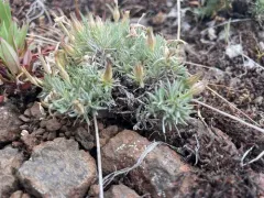 Yeti phlox thumbnail 2