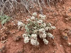 Double Bladderpod thumbnail 2