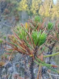 Dothistroma needle blight thumbnail 3