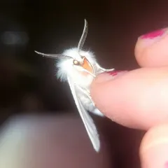Pink-legged Tiger Moth thumbnail 3