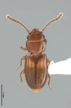 Laemophloeus megacephalus thumbnail 2