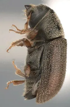 Four-eyed Spruce Bark Beetle thumbnail 3