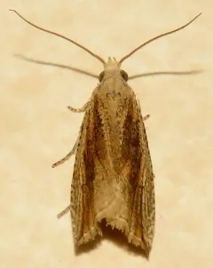 Bactra maiorina thumbnail 4