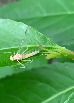 Margined Flat-headed Mayfly thumbnail 2