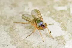 Medetera aberrans thumbnail 1