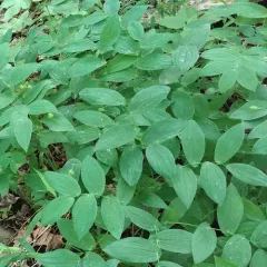 largeflower bellwort thumbnail 1