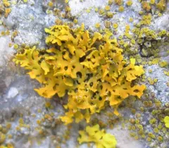 Bare-bottom Sunburst Lichen thumbnail 2