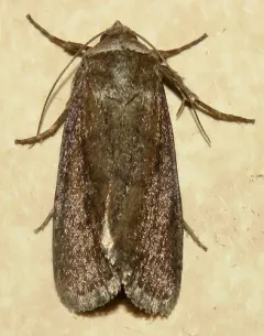 Brown Sallow thumbnail 3