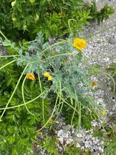 Yellow Horned Poppy thumbnail 3
