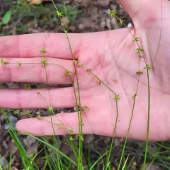 bracted sedge thumbnail 3