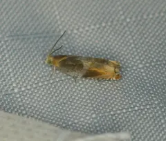 Red-headed Ancylis Moth thumbnail 3