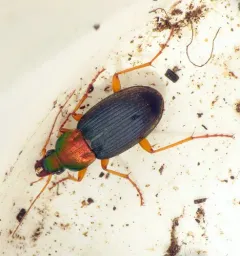 Emarginate Chlaenius thumbnail 3