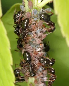 Aphis spiraephila thumbnail 2