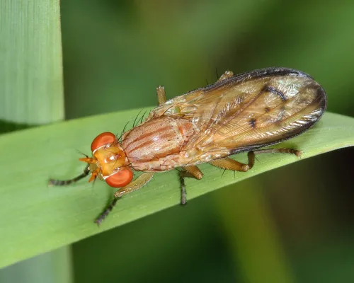 Tetanocera ferruginea