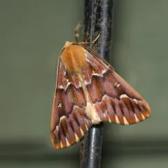 Western Conifer Looper thumbnail 4
