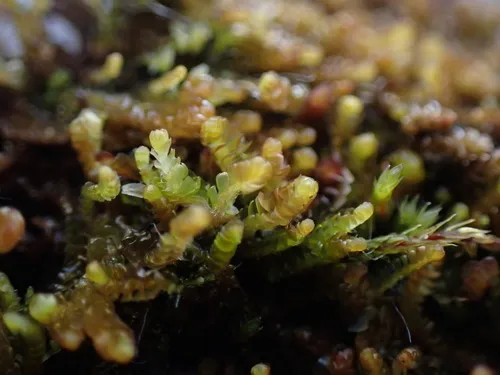 Four-fingered Pawwort