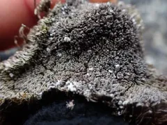 Coral Frostwort thumbnail 1