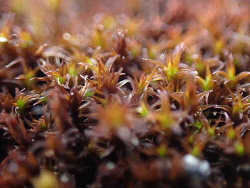 Rigid Beard Moss