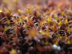 Rigid Beard Moss thumbnail 1