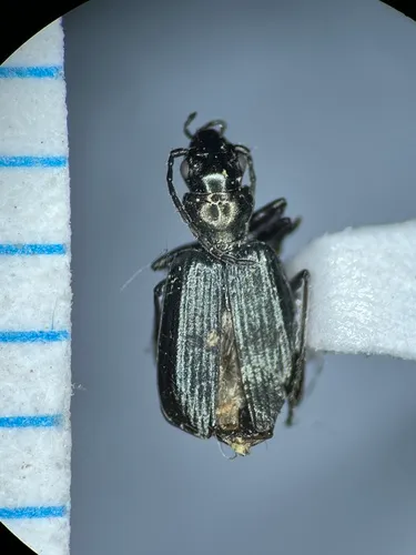 Apristus constrictus