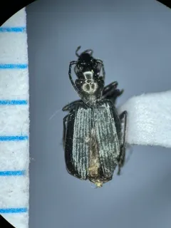 Apristus constrictus thumbnail 1