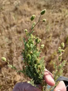 Prairie Burnet thumbnail 2
