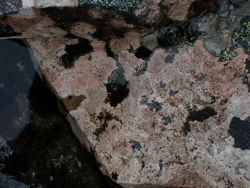 Ionaspis odora