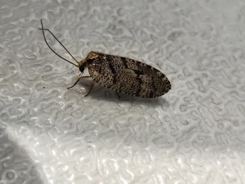 Wesmaelius longifrons