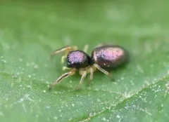 Paradamoetas fontanus thumbnail 3