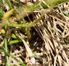 marbled cobweb spider thumbnail 4