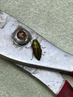 Buprestis salisburyensis thumbnail 2