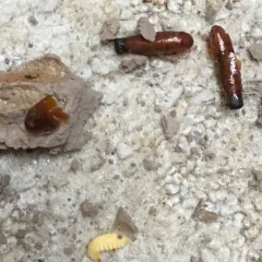 Yellow-legged Mud-dauber Wasp thumbnail 4