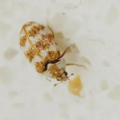 Asian Carpet Beetle thumbnail 3