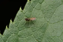Chrysotus tarsalis thumbnail 2