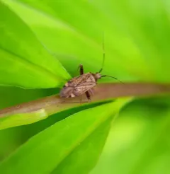 spotted plant bug thumbnail 2