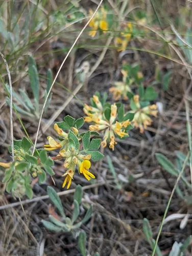 Sierra Lotus