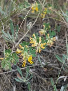 Sierra Lotus thumbnail 1