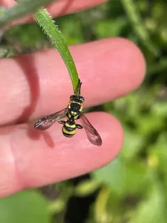 Suave Nomad Bee thumbnail 2