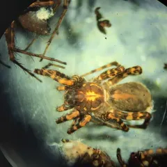 Lowrie's Thin-legged Wolf Spider thumbnail 2